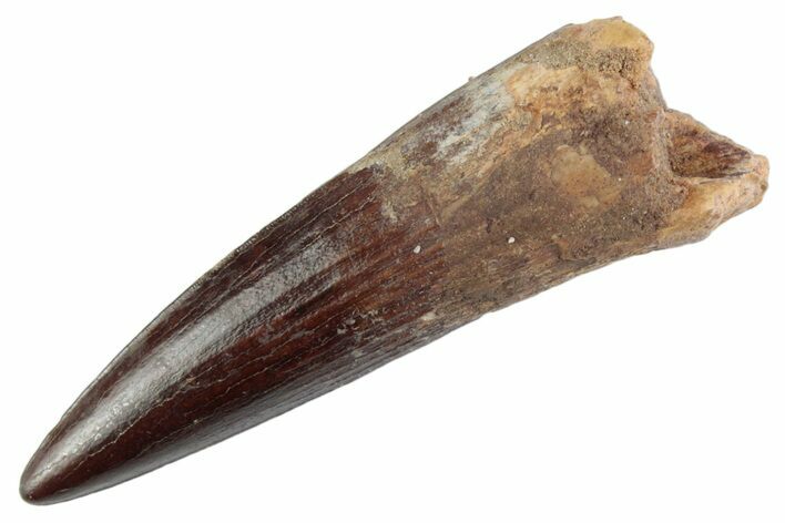 Fossil Spinosaurus Tooth - Nice Tip #367995